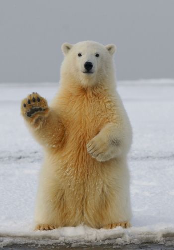 polar bear, predator, mammal Wallpaper 1668x2388