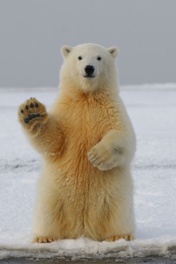 polar bear, predator, mammal Wallpaper 640x960