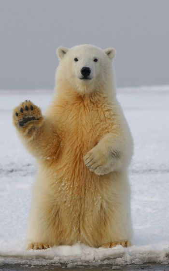 polar bear, predator, mammal Wallpaper 1752x2800