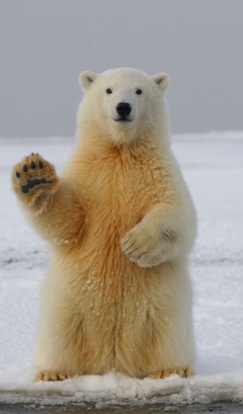 polar bear, predator, mammal Wallpaper 600x1024