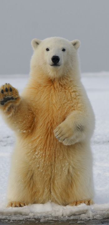 polar bear, predator, mammal Wallpaper 1080x2220
