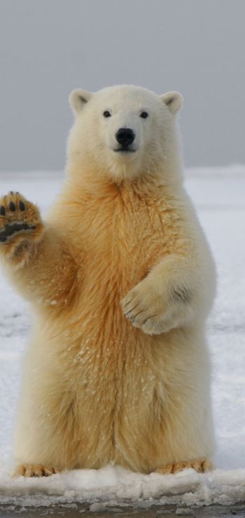 polar bear, predator, mammal Wallpaper 1080x2280