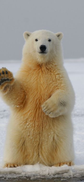 polar bear, predator, mammal Wallpaper 1080x2340