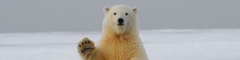 polar bear, predator, mammal Wallpaper 1590x400