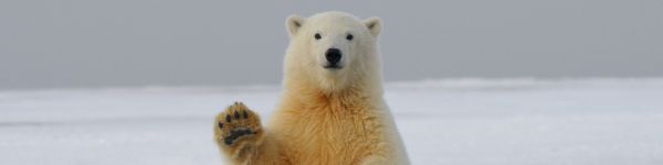 polar bear, predator, mammal Wallpaper 1590x400