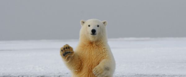 polar bear, predator, mammal Wallpaper 3440x1440
