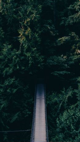 forest, trees, green, bridge Wallpaper 640x1136