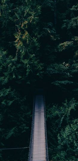 forest, trees, green, bridge Wallpaper 1080x2220