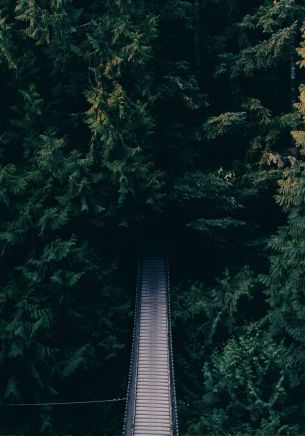 forest, trees, green, bridge Wallpaper 1668x2388