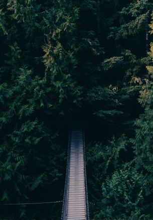 forest, trees, green, bridge Wallpaper 1640x2360