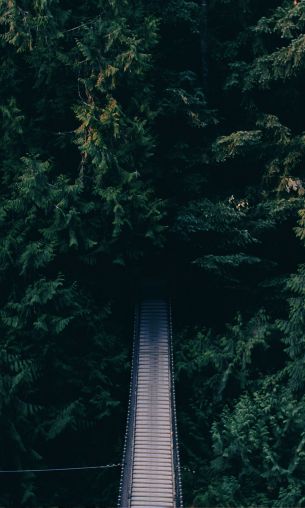 forest, trees, green, bridge Wallpaper 1200x2000