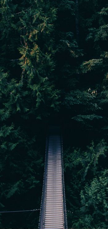 forest, trees, green, bridge Wallpaper 1080x2280