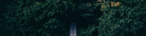 forest, trees, green, bridge Wallpaper 1590x400