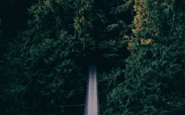 forest, trees, green, bridge Wallpaper 1920x1200