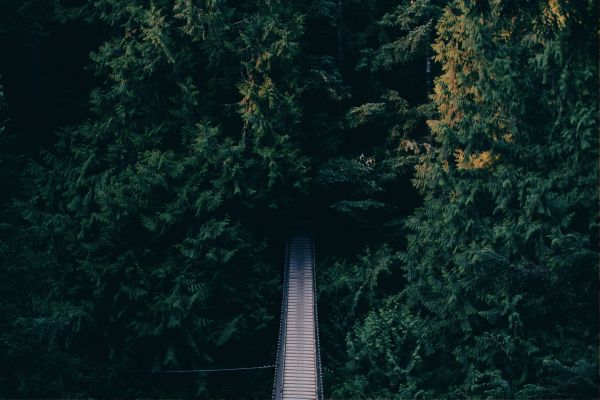 forest, trees, green, bridge Wallpaper 4902x3268