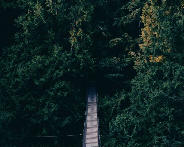 forest, trees, green, bridge Wallpaper 1280x1024