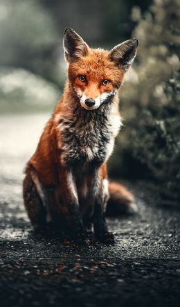 lisa, redhead, fox Wallpaper 600x1024