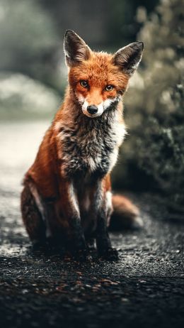 lisa, redhead, fox Wallpaper 720x1280