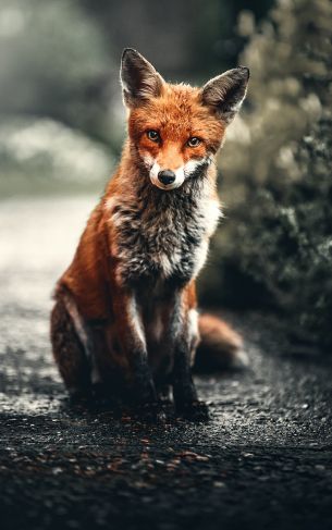 lisa, redhead, fox Wallpaper 1752x2800