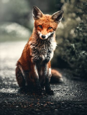 lisa, redhead, fox Wallpaper 1620x2160