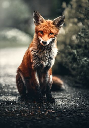 lisa, redhead, fox Wallpaper 1640x2360