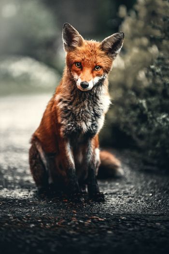 lisa, redhead, fox Wallpaper 640x960