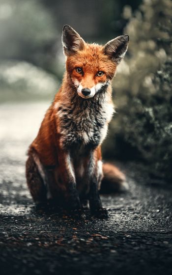 lisa, redhead, fox Wallpaper 1600x2560