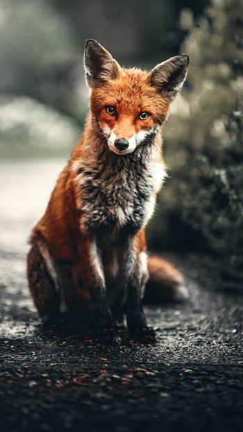 lisa, redhead, fox Wallpaper 640x1136