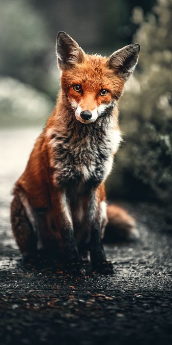 lisa, redhead, fox Wallpaper 720x1440