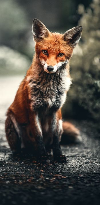 lisa, redhead, fox Wallpaper 1080x2220