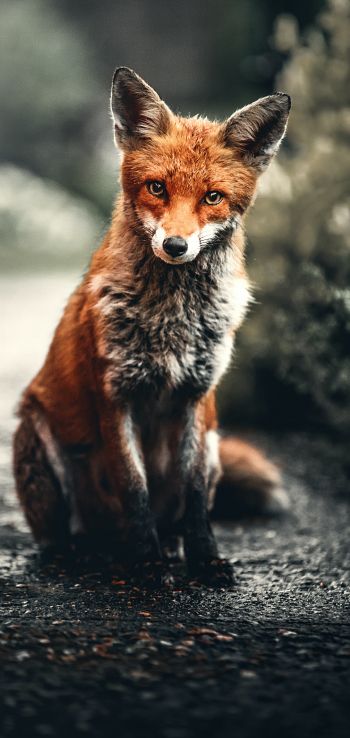 lisa, redhead, fox Wallpaper 720x1520