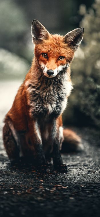 lisa, redhead, fox Wallpaper 1242x2688