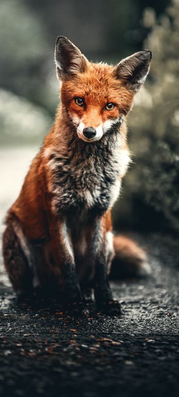 lisa, redhead, fox Wallpaper 1080x2400