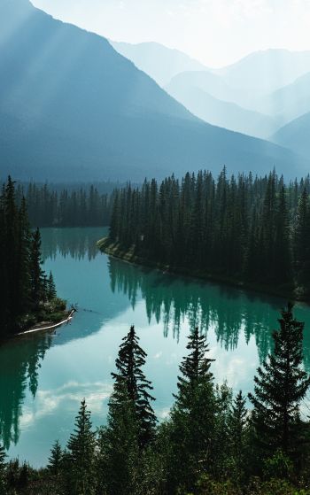 Canada, river, forest Wallpaper 1752x2800