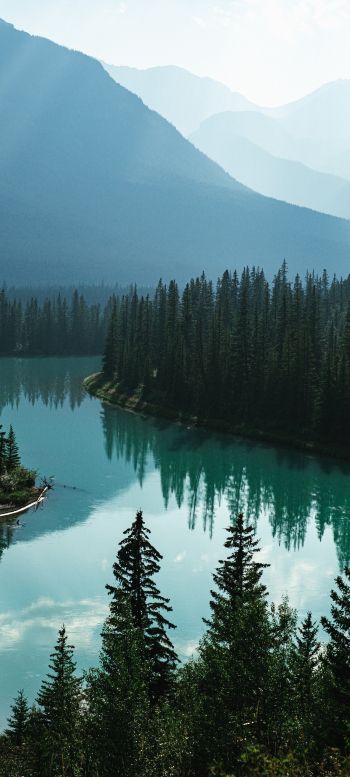 Canada, river, forest Wallpaper 1440x3200