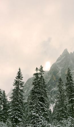 coniferous forest, mountains, conifers Wallpaper 600x1024