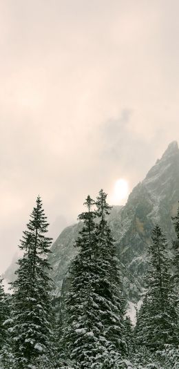 coniferous forest, mountains, conifers Wallpaper 1080x2220