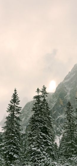 coniferous forest, mountains, conifers Wallpaper 1284x2778