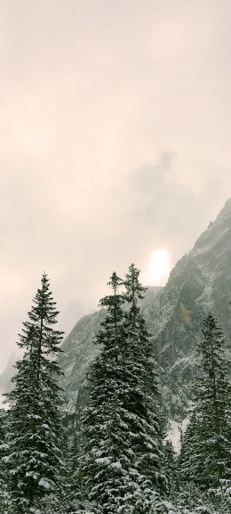 coniferous forest, mountains, conifers Wallpaper 1080x2400