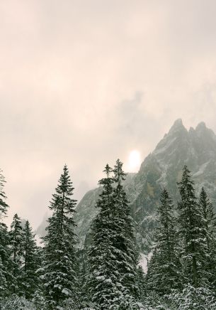 coniferous forest, mountains, conifers Wallpaper 1668x2388