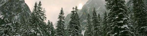 coniferous forest, mountains, conifers Wallpaper 1590x400