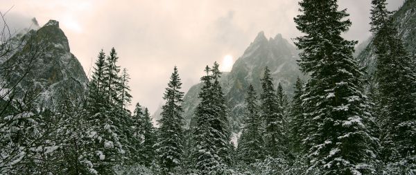 coniferous forest, mountains, conifers Wallpaper 2560x1080