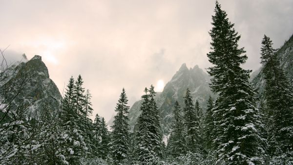 coniferous forest, mountains, conifers Wallpaper 2048x1152