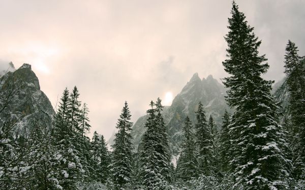 coniferous forest, mountains, conifers Wallpaper 2560x1600