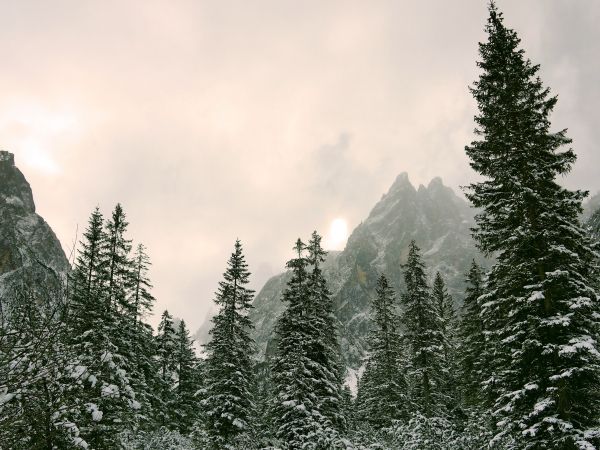 coniferous forest, mountains, conifers Wallpaper 800x600