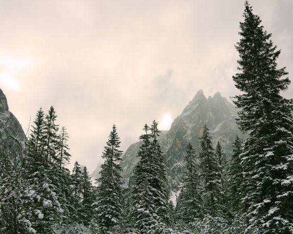 coniferous forest, mountains, conifers Wallpaper 1280x1024