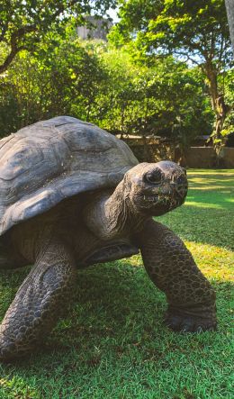 land turtle, reptile Wallpaper 600x1024