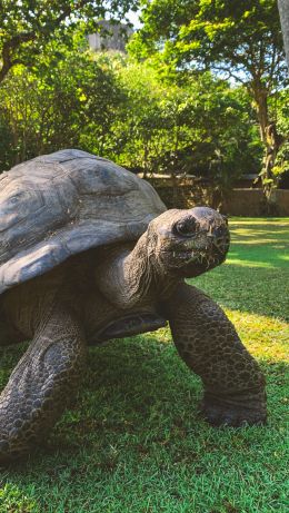 land turtle, reptile Wallpaper 640x1136