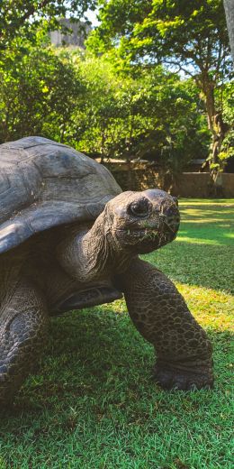 land turtle, reptile Wallpaper 720x1440