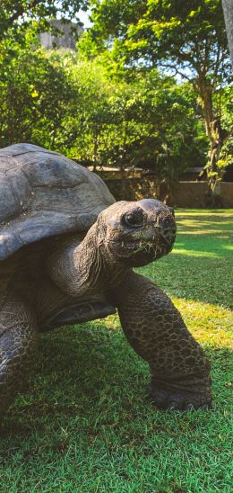 land turtle, reptile Wallpaper 1440x3040